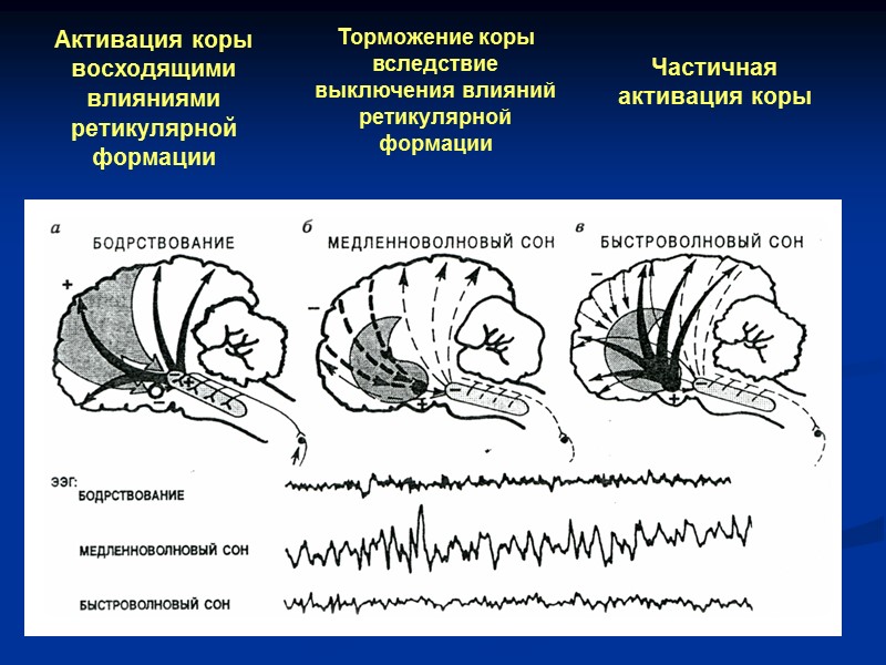 Активация коры восходящими влияниями ретикулярной формации Торможение коры вследствие выключения влияний ретикулярной формации Частичная